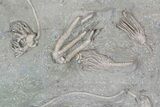 Spectacular, Crinoid Plate ( species) - Crawfordsville #92502-4